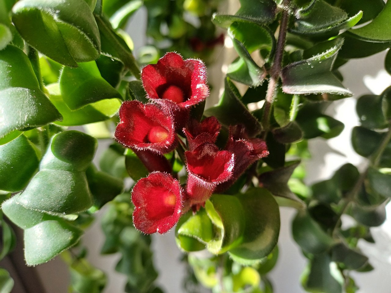 PRACHTIG: 3 gewortelde STEKJES LIPSTICKPLANT, rode bloemen