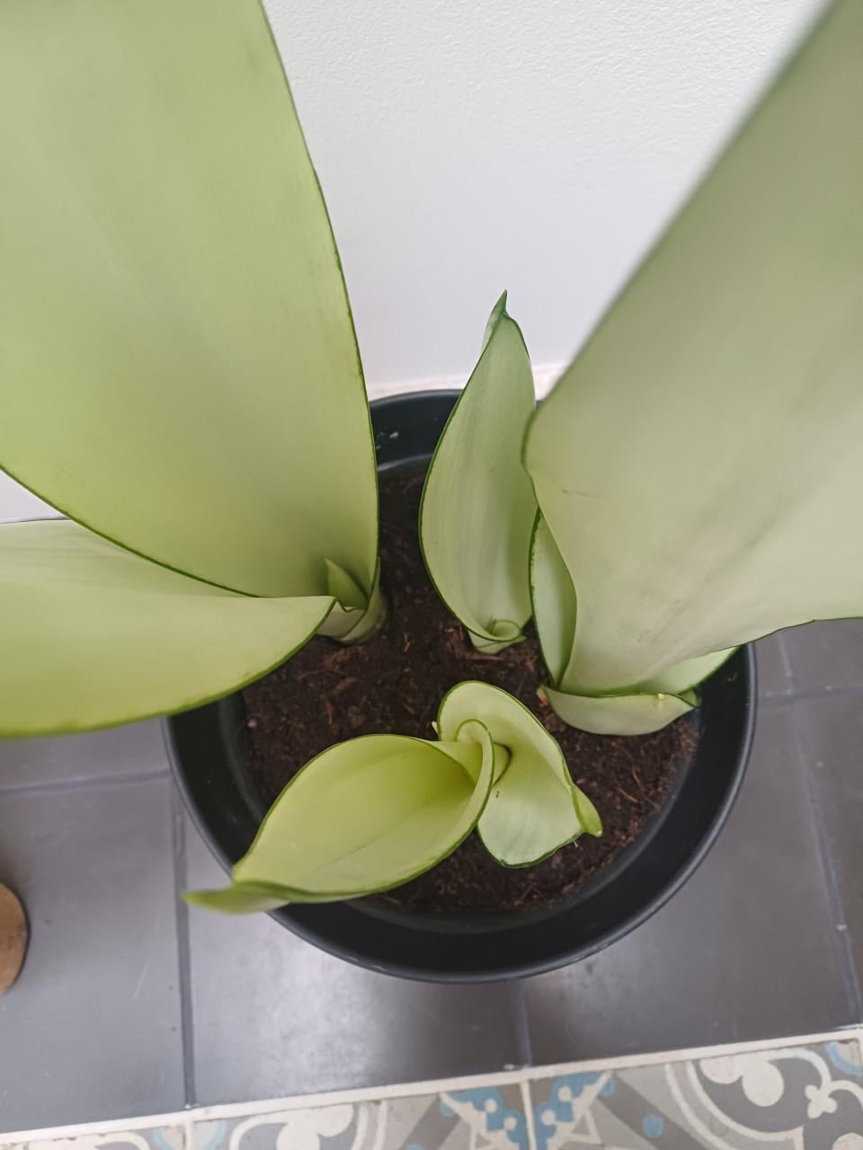 Prachtige volgroeide STEKKEN van de Sansevieria Moonshine