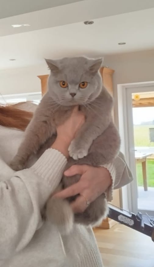 Britse korthaar kittens
