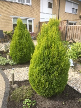 2 grote coniferen (165 cm)