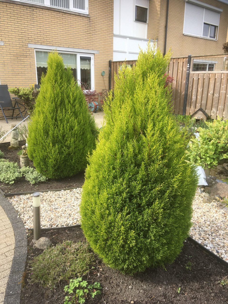2 grote coniferen (165 cm)
