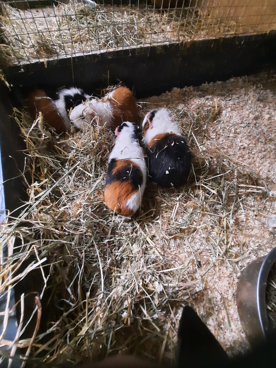 Ruime keuze cavia's en konijnen
