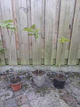 Jonge Catalpa ( trompetboom)