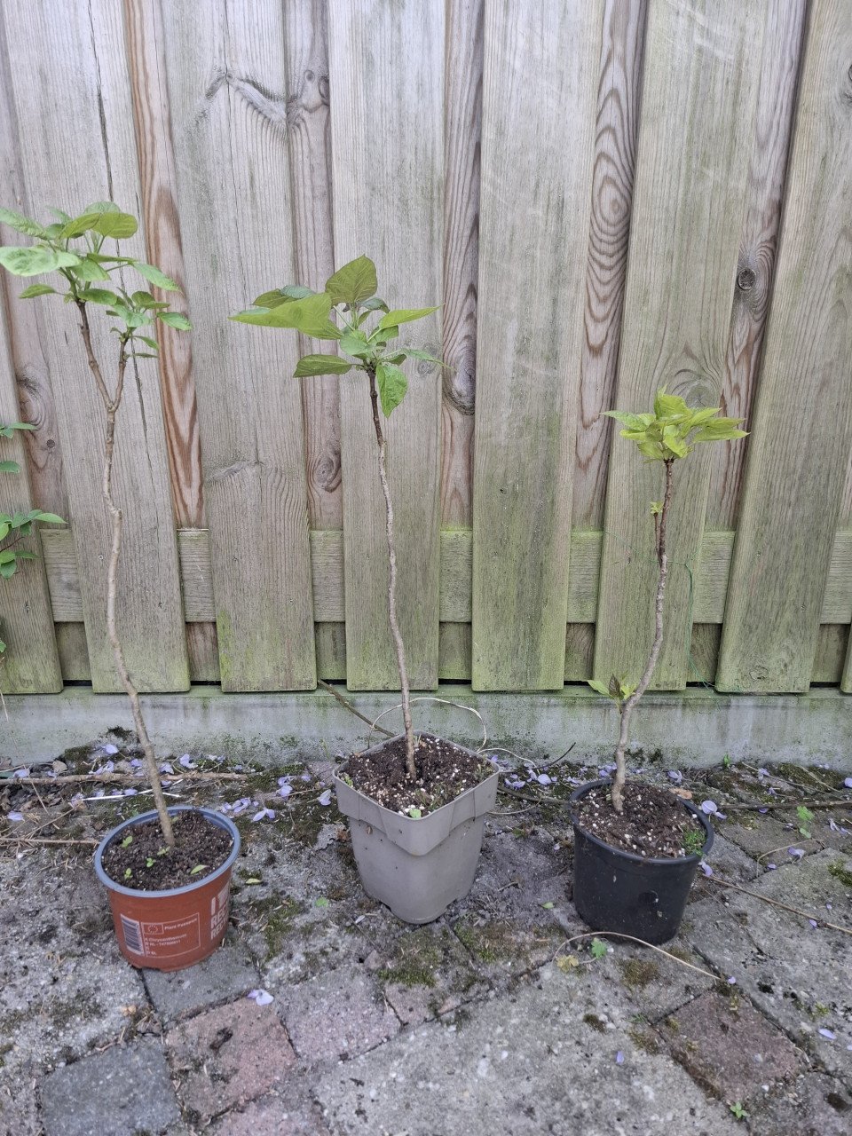 Jonge Catalpa ( trompetboom)