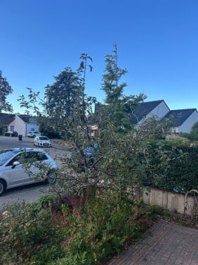 Elstar appelboom
