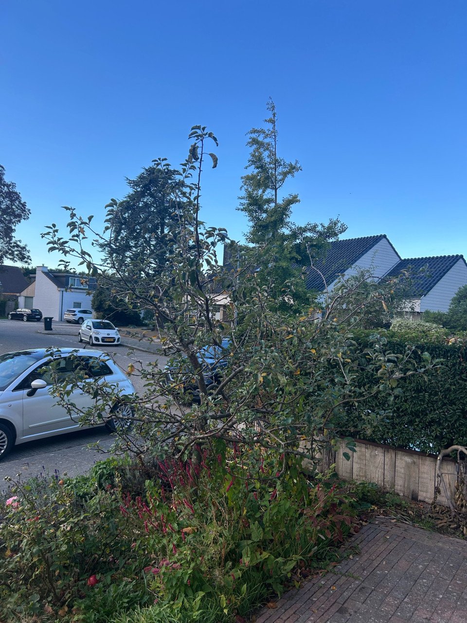 Elstar appelboom