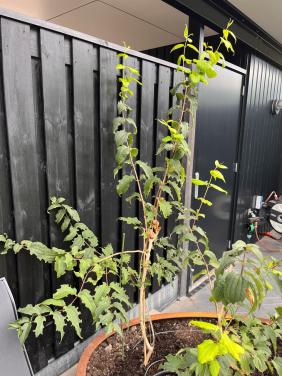 Heptacodium miconioides, Zevenzonenboom