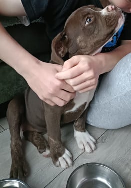 Old English Bulldog pup teefje