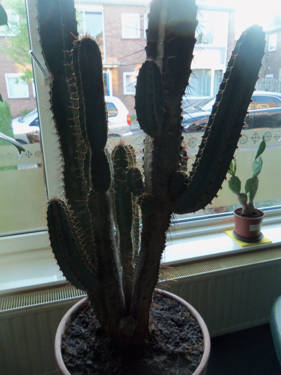 CACTUS 34 JAAR OUD,120 CM HOOG
