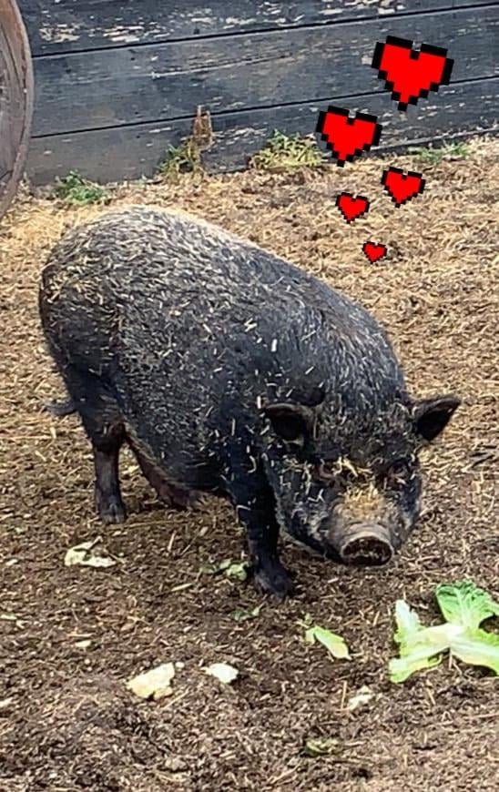 Lief varken zoek nieuw huisje