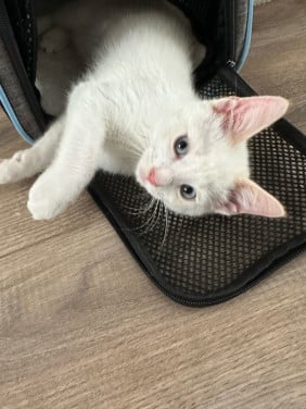 Witte kitten (kater) geboren op 5 maart 2025