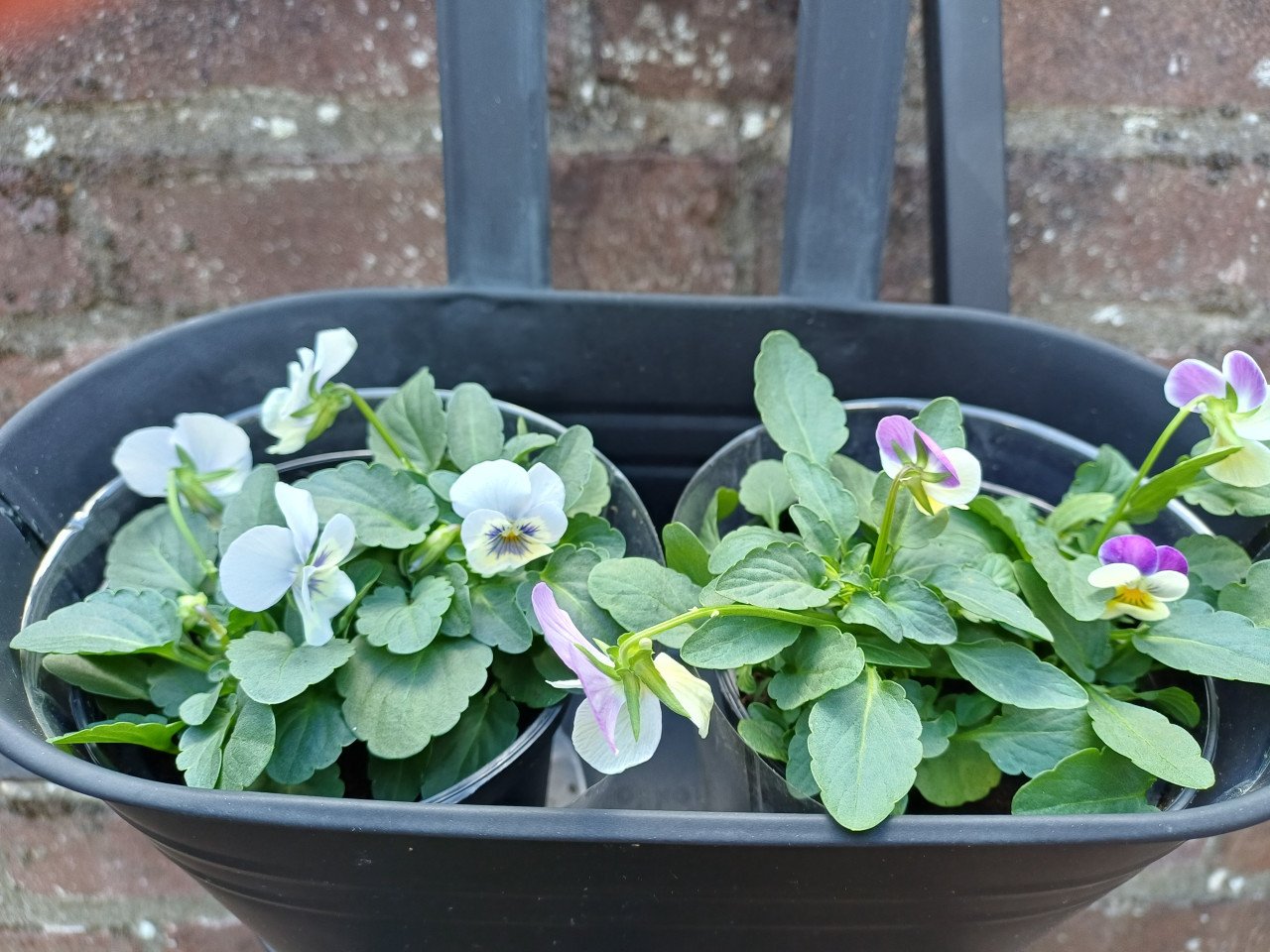 Kleine TUIN? Leuk metalen REK met 3 bijpassende bloembakken + VIOLEN