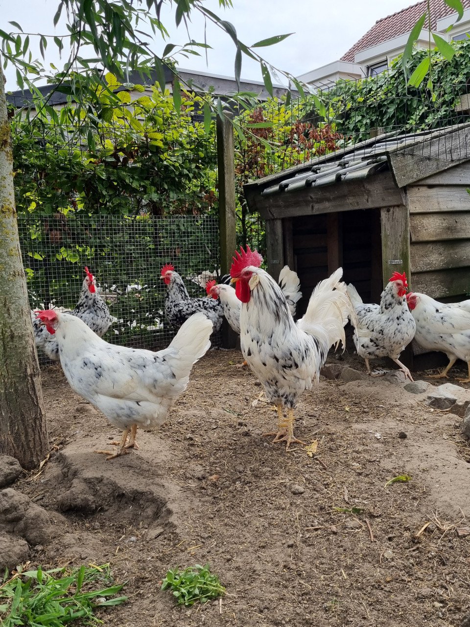 Bonte leghorns