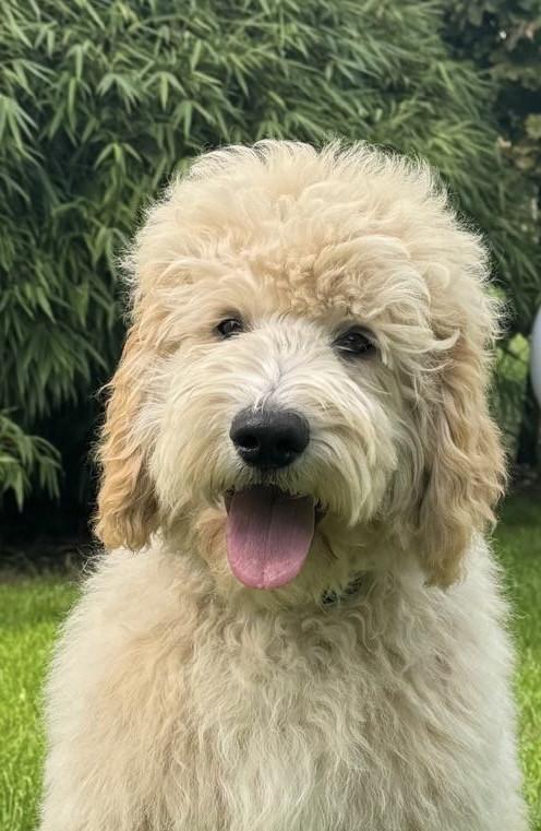 Labradoodle pups (standaard maat)