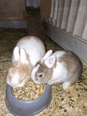 Mooi loffelohr dwergkonijntje