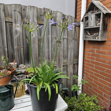 Afrikaanse lelie in grote pot