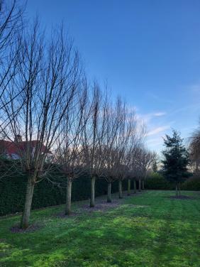 Gratis: wilgentakken 24-1 gesnoeid