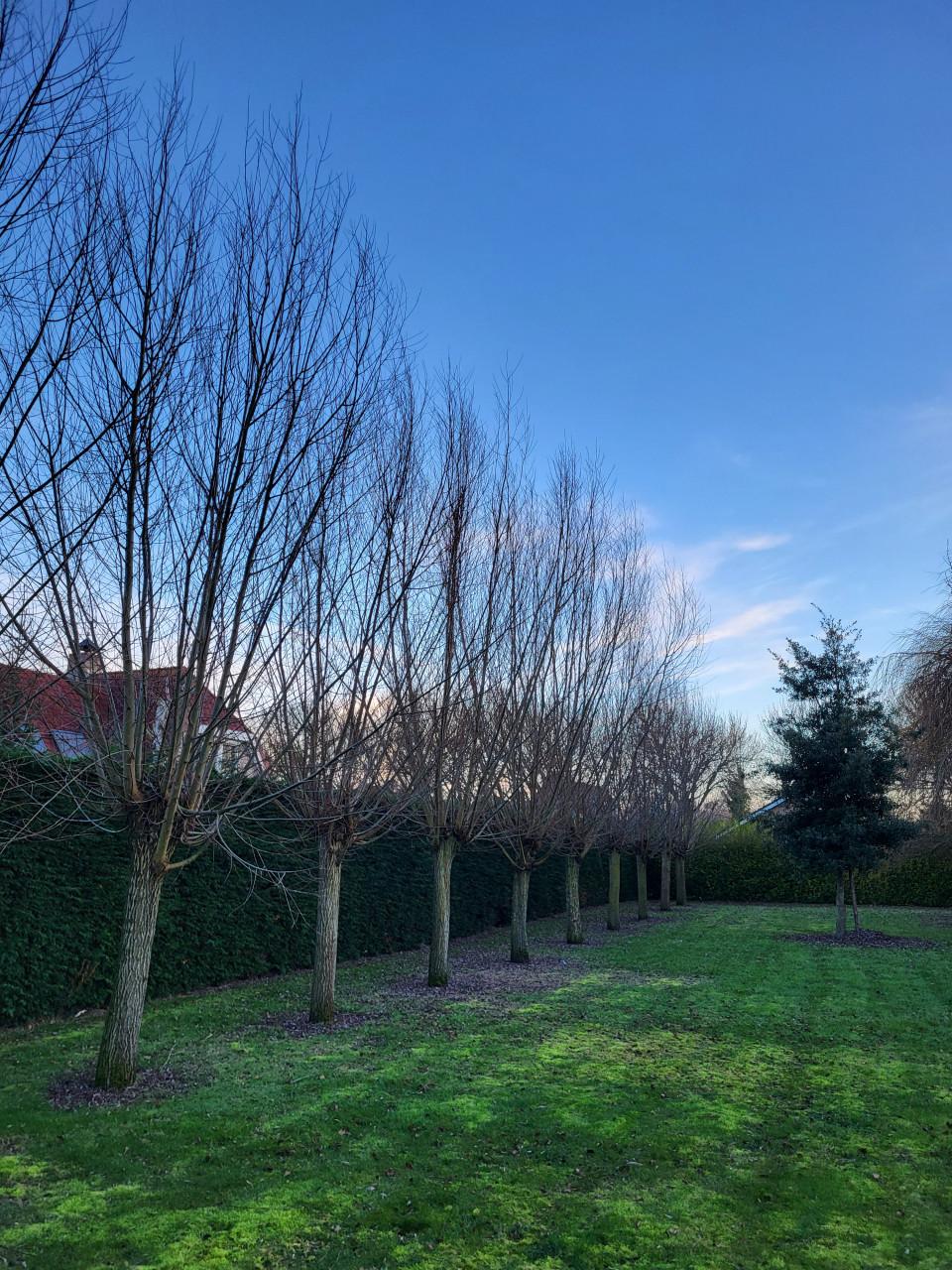 Gratis: wilgentakken 24-1 gesnoeid