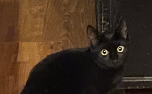 Ik zoek een goed huis voor lieve kater