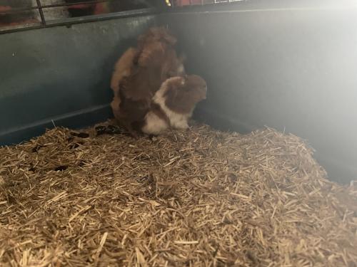 Knappe borstel baby cavia’s!!