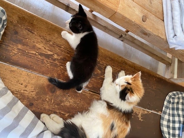 Kitten Zwart/wit ontwormt.
