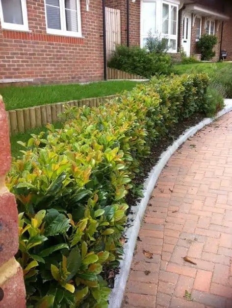 Forse Prunus Etna laurierstruiken