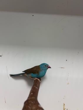 1-1 blauwkop blauwfazantje