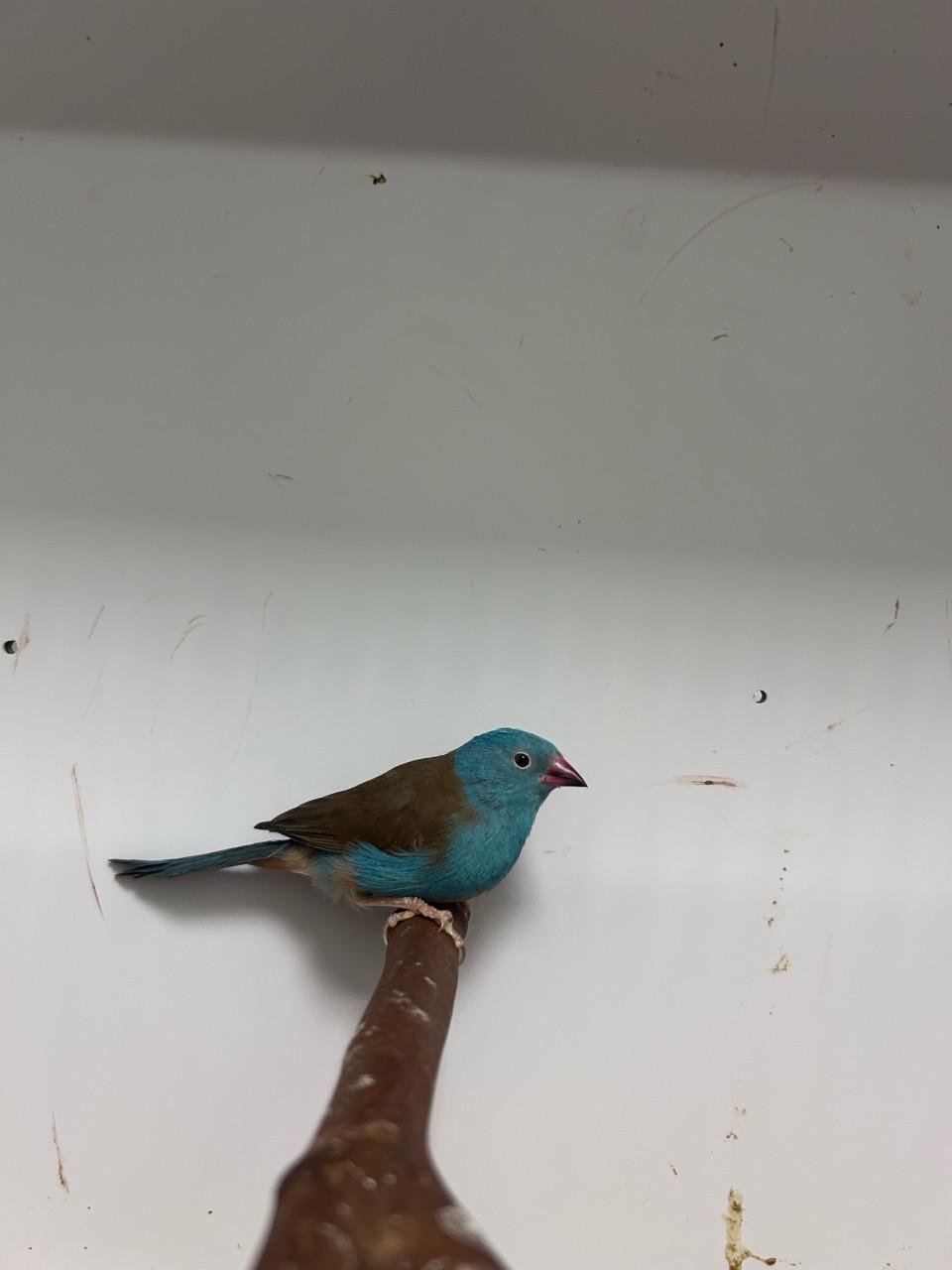 1-1 blauwkop blauwfazantje