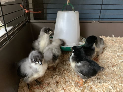 Kuikens Australorp