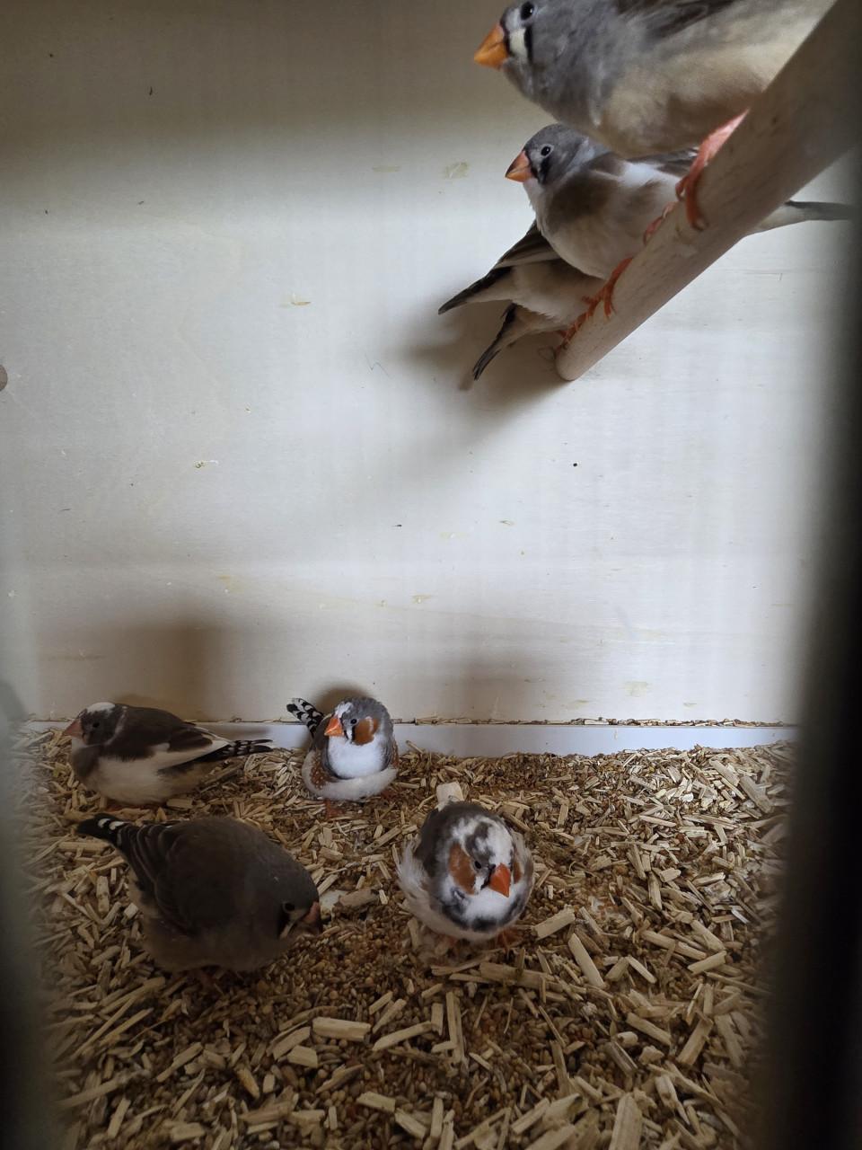 10 stuks zebravinken