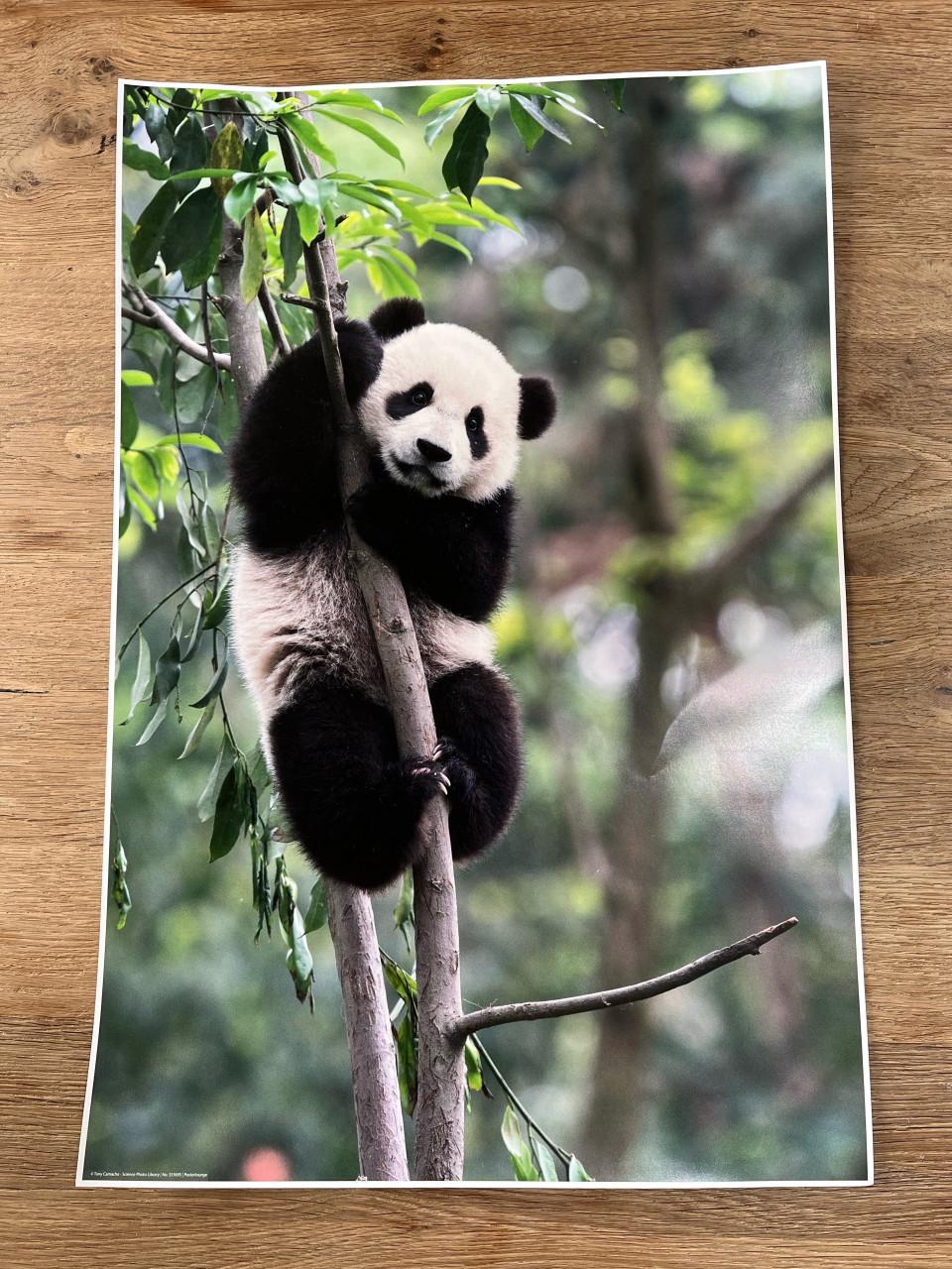 Poster panda