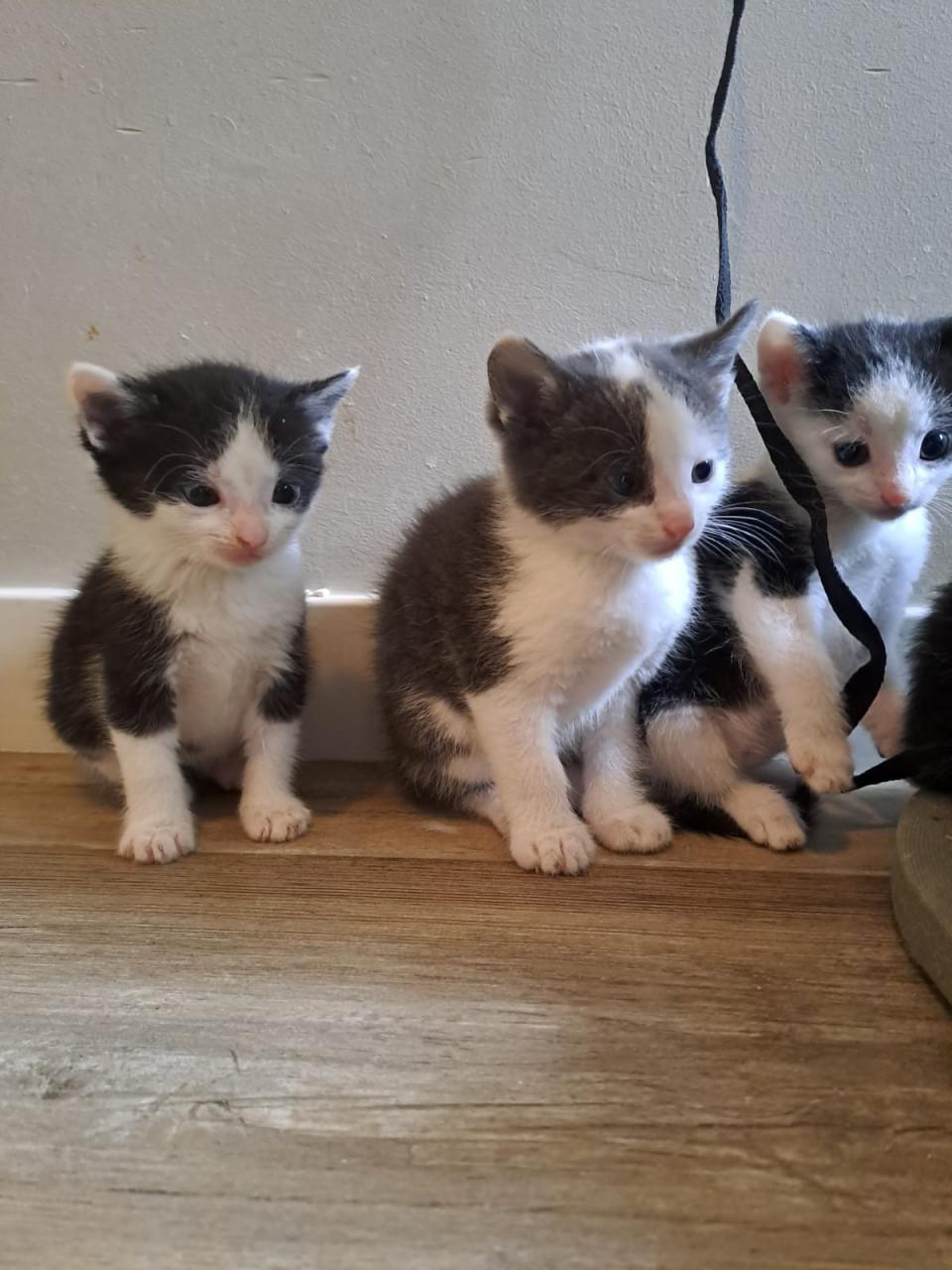 Kittens