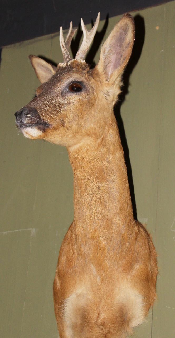 Statige ree (taxidermie)