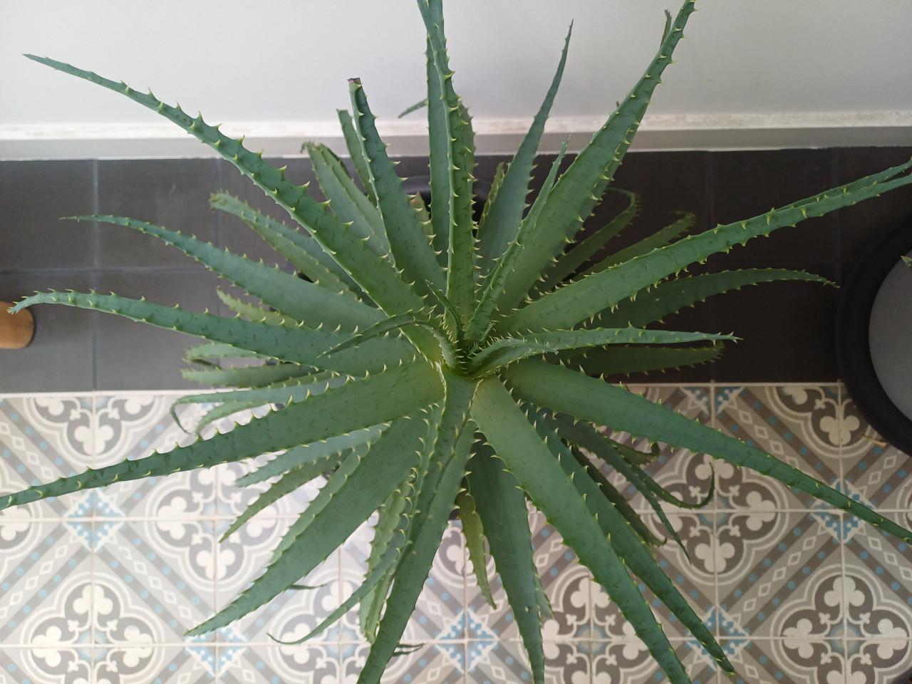 Supergrote ALOË ARBORESCENS: gezond en onlangs nog verpot!