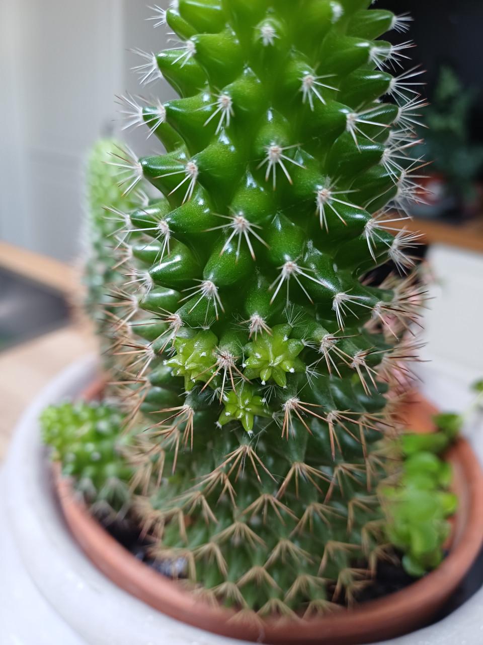 Cactus + planten arrangement in mooie, grijze schaal (zwaar)