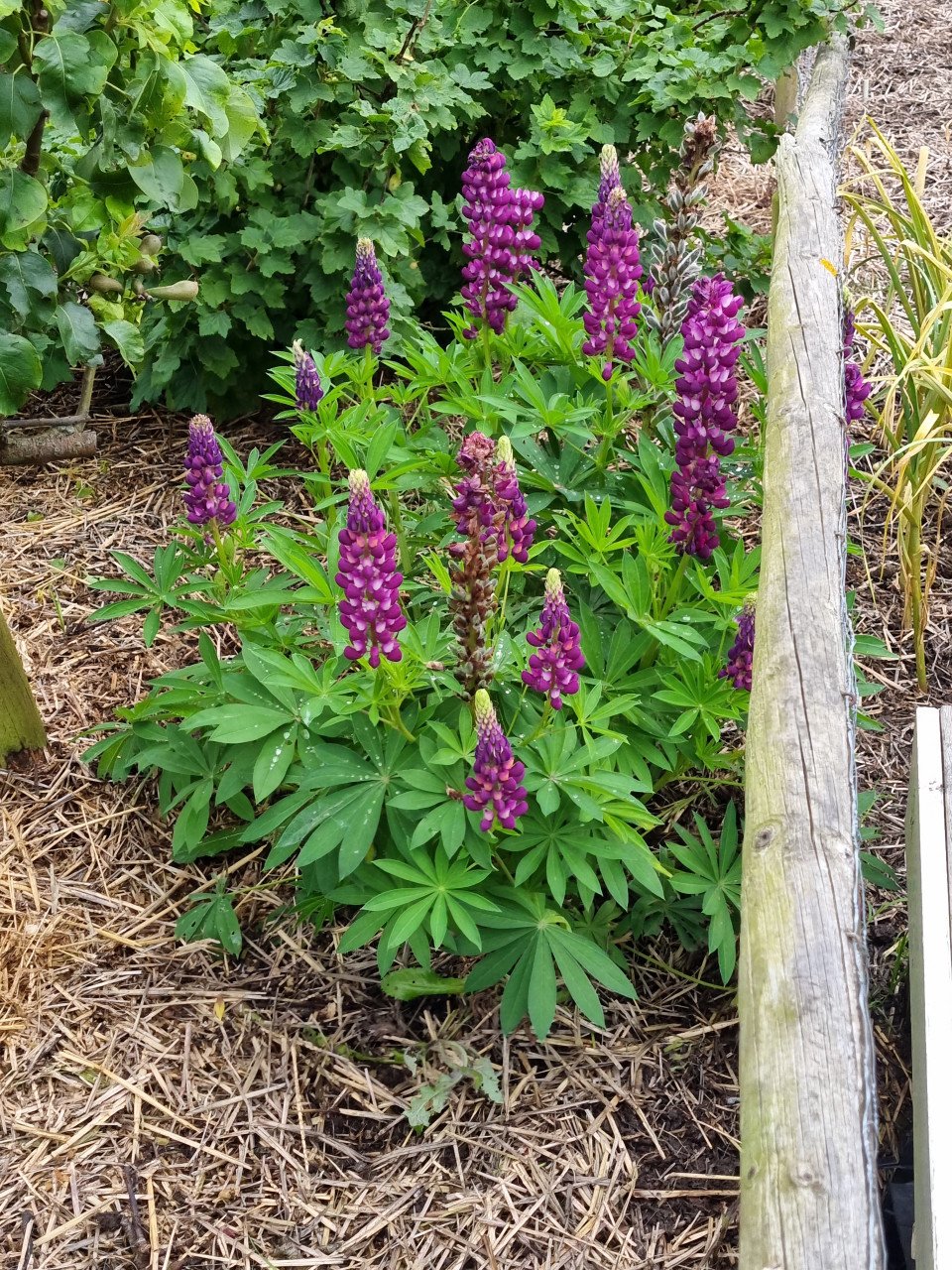 Zelf zaaien? Oleander / artisjok / lupine