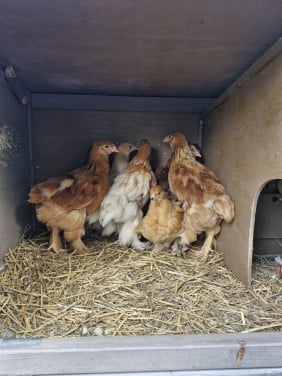 Brahma kuikens