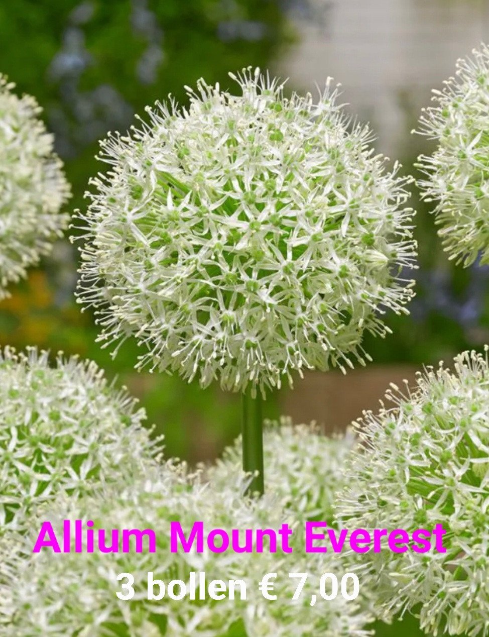 Allium bollen
