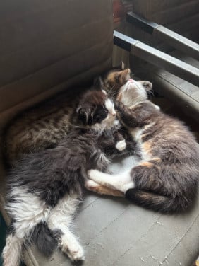 Kittens pers/maincoon