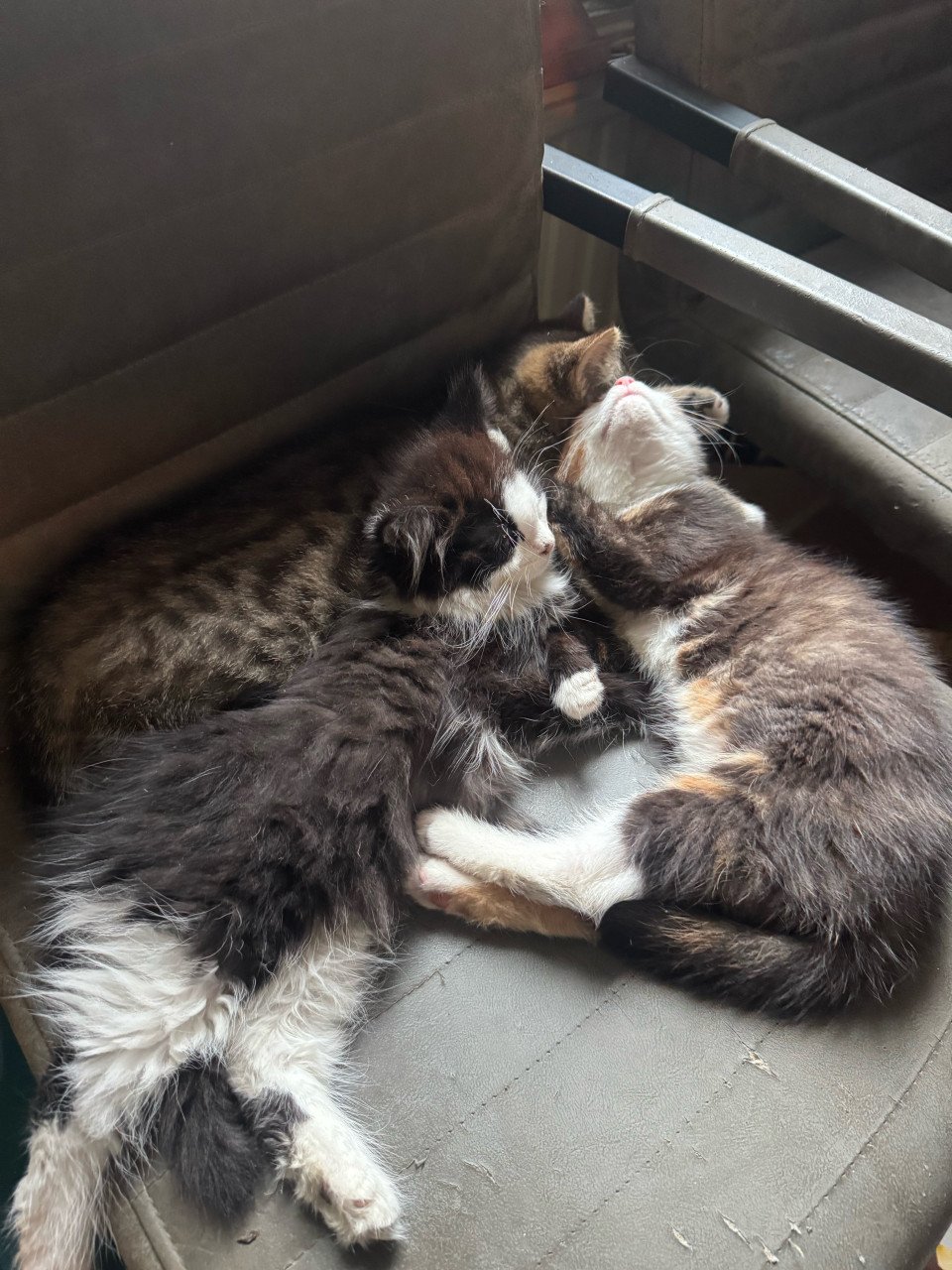 Kittens pers/maincoon