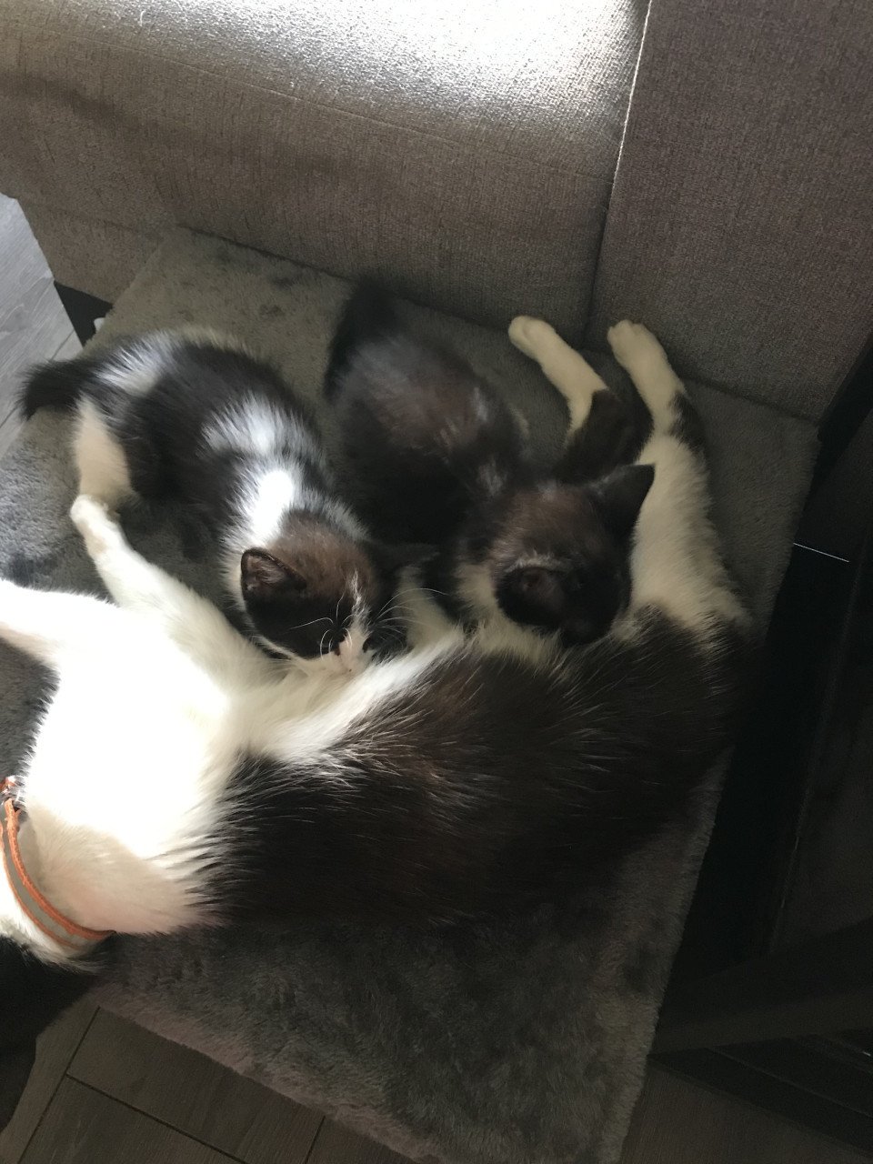 Katten