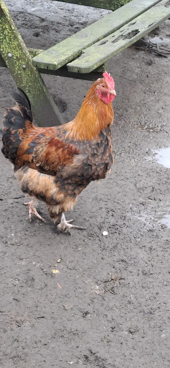 Mooie jonge hanen te koop