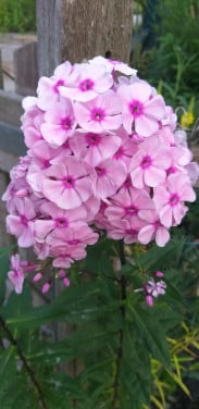 Flox