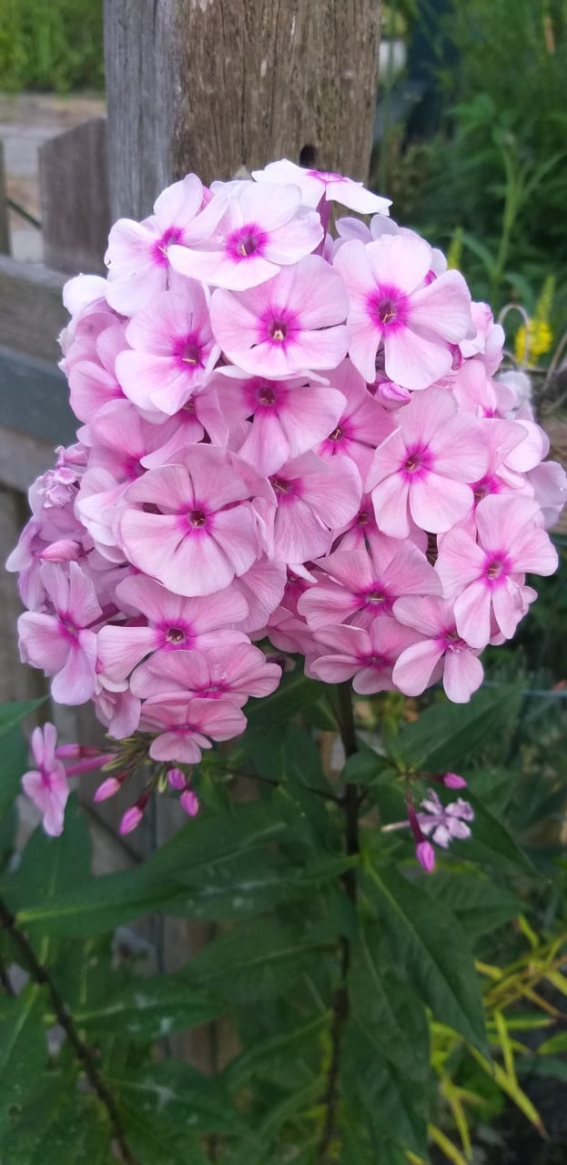 Flox