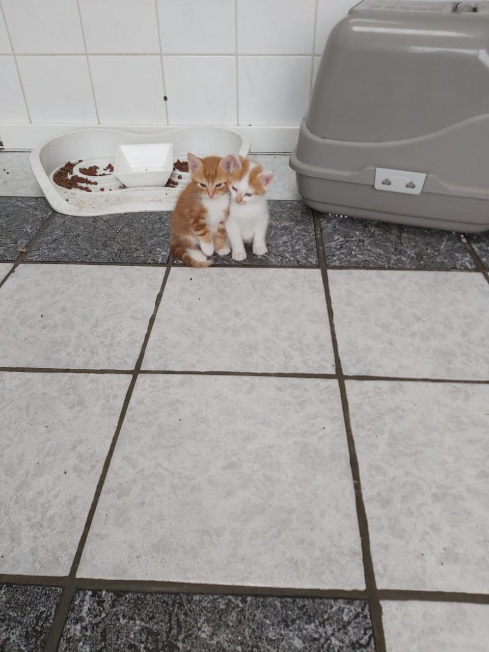 Kitten