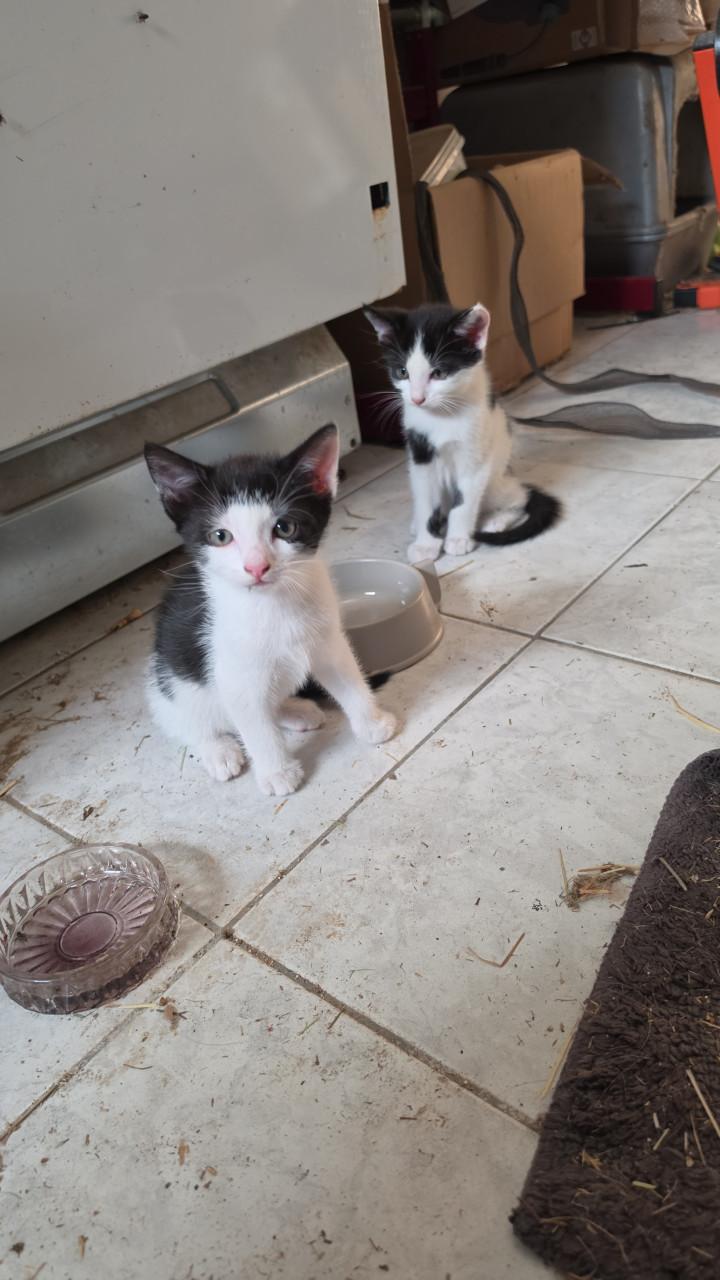 Poesje & katertje