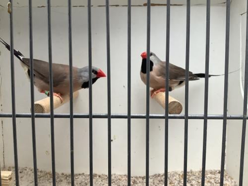 Koppel Spitsstaartamadine