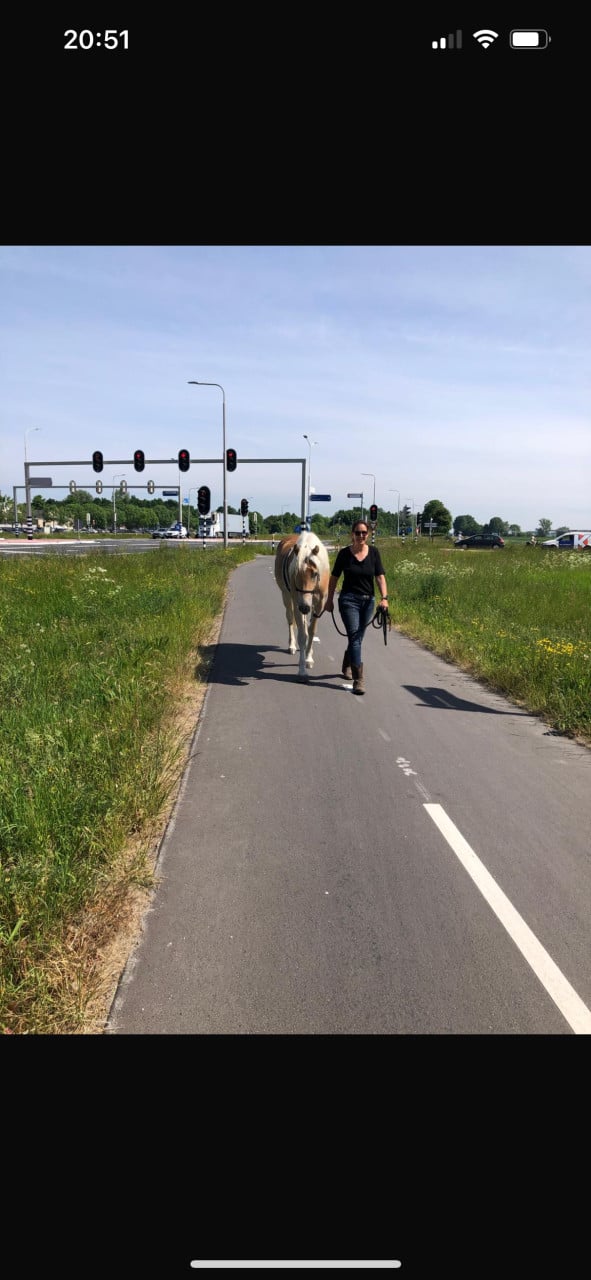 # Equi Pride # Gedrag, Grondwerk, Rijden, Natural Horsemanship etc.