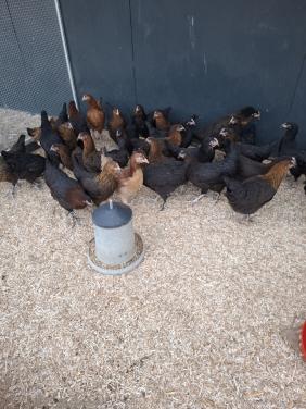 Marans hennen, voor de donkere eieren