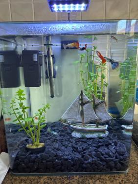 Aquariumbak met benodigdheden